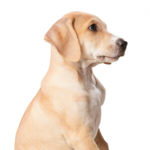 Volwassen honden (vanaf 1,5 jaar)
