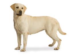 Jonge honden (6 tot 18 maanden)