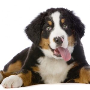Puppy (tot ongeveer 6 maanden)